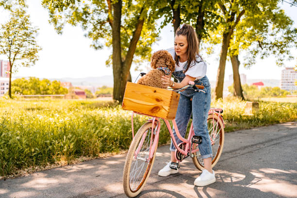 istock Cute Labradoodle Riding With His Owner On A Bike 1407990738