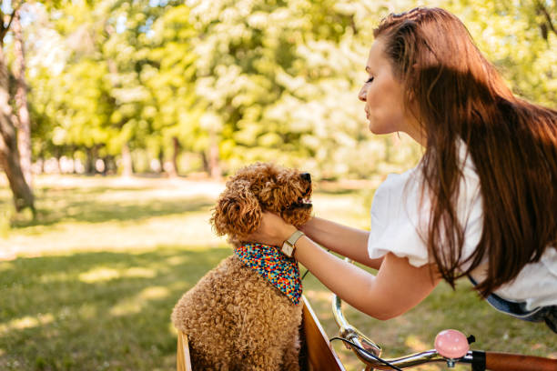 istock Cute Labradoodle Riding With His Owner On A Bike 1407990748
