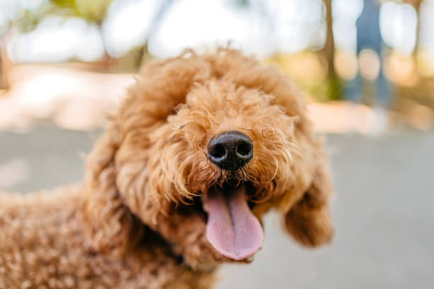 Cute Labradoodle Dog In The Park Cute labradoodle dog in the public park on a sunny summer day. Close-up. goldendoodle stock pictures, royalty-free photos & images