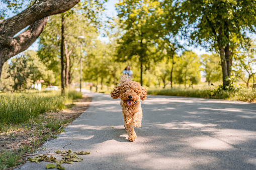 Cute labradoodle dog running in the public park on a sunny summer day.