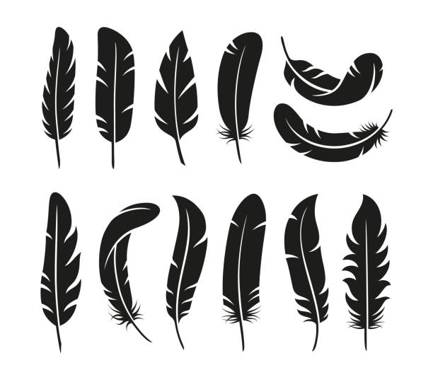 illustrations, cliparts, dessins animés et icônes de silhouettes de plumes isolées. plumes noires plates, éléments de plumage d’oiseau vintage. formes graphiques lisses, éléments décoratifs volants collection vectorielle bien rangée - silhouette feather vector white