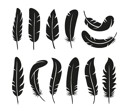 Isolated feather silhouettes. Flat black feathers, vintage bird plumage elements. Smooth graphic shapes, flying decorative elements tidy vector collection of feathers black silhouette symbol