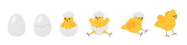 병아리가 태어났다. 계란에서 부화하는 부활절 신생아 병아리. 노란 귀여운 만화 치킨, 농장 아기 새. 작은 가축, 재미 괜찮은 벡터 배너 - animal egg chicken new cracked stock illustrations