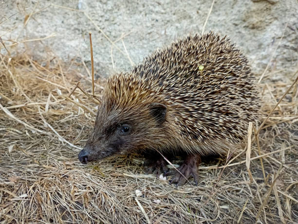istock the West European hedgehog 1407992625