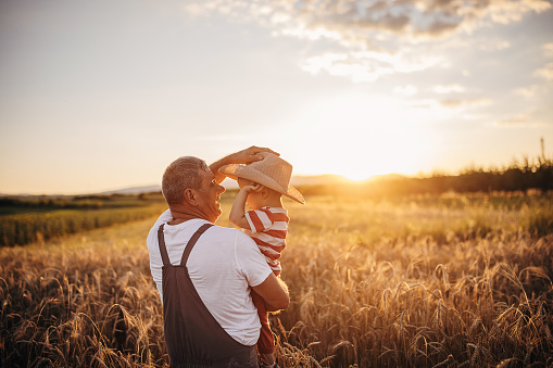 Grandfather and his grandson on the wheat field farm during the sunset