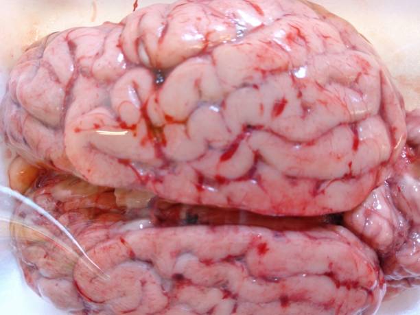 istock beef brain packed in supermarket 1407997591