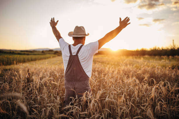 istock Senior farmer on wheat field farm during the sunset 1407997605