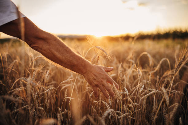 primo piano sul braccio dell'uomo anziano tocca il grano sul campo di grano durante il tramonto - seed human hand wheat cereal plant foto e immagini stock