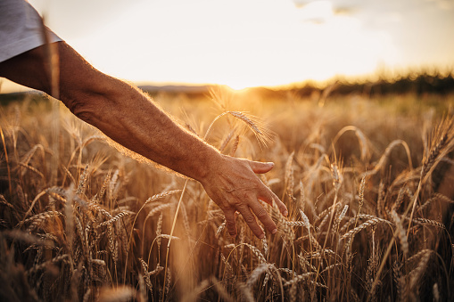 Close up on the senior man's arm touch wheat on the wheat field during the sunset