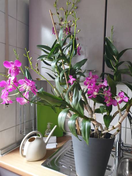 Pink orchid in a kitchen Dendrobium Dendrobium stock pictures, royalty-free photos & images