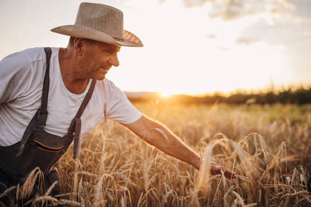 istock Senior man's arm touch wheat on the wheat field during the sunset 1407997661