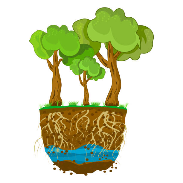 Trees with root system in soil isolated on white background. Tree growing in the soil. vector art illustration