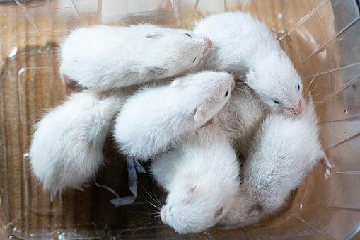 Cute young hamsters in the caring hands of the owner. Hamsters are tame domestic fluffy pets.