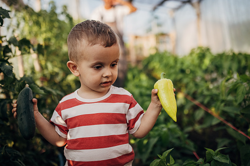 Grandson and grandfather picking paprika in the green house at the farm