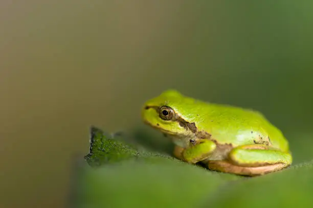 A macro photo of a  Green Frog relaxing on a garden flower leaf.