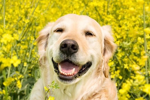 Laughing Golden Retriever sitting in canola field in summer