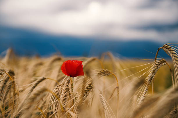 poppy in a wheat field in South East in France