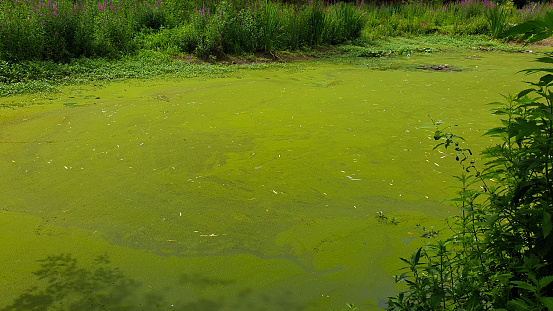 Green water surface in a pond covered with cyanobacteria. Due to eutrophication. Pollution and ecology concept