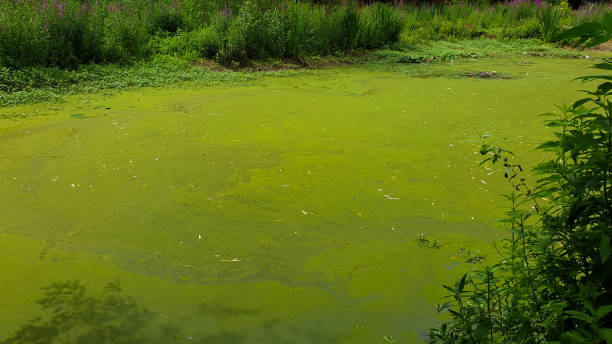 cyanobacteria blue green algae, harmful algae eutrophication. Green water surface in a pond covered with cyanobacteria. Due to eutrophication. Pollution and ecology concept algal bloom stock pictures, royalty-free photos & images
