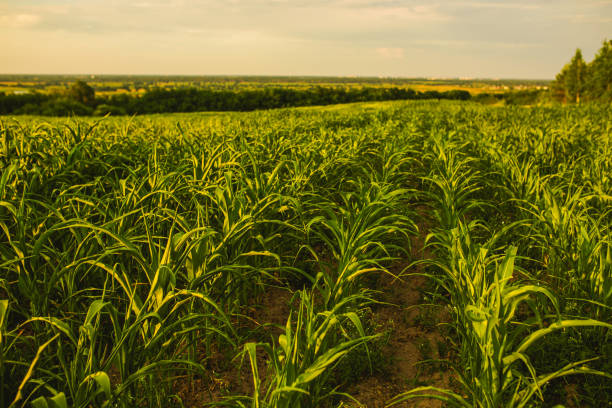 istock Corn field on sunny day. Corn is illuminated by setting sun. Farm. Beautiful rural landscape. Farming activity. Cultivate land. Succulent vegetation. Grow food 1408001046