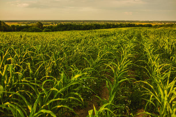 istock Corn field on sunny day. Corn is illuminated by setting sun. Farm. Beautiful rural landscape. Farming activity. Cultivate land. Succulent vegetation. Grow food 1408001640