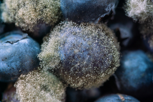 bad blueberry with fungi mold