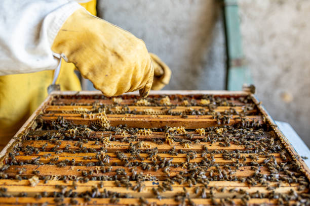 istock Beekeeper working to collect honey, farmer looking into bee hive, Beekeeping concept 1408003400