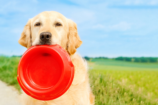 Golden retriever holding a dog bowl outside in a field in summer