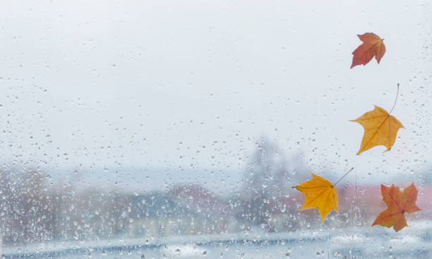 istock autumn leaves on rainy window pane 1408006110