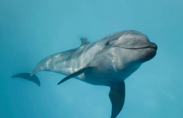 好奇心旺盛な若いバンドウイルカがカメラを見て微笑む。 イルカの自撮り。クローズアップ - 水生哺乳類 ストックフォトと画像