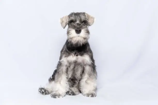 Photo of Miniature schnauzer white and gray sits and looks at you on a light background, copy space. Bearded miniature schnauzer puppy