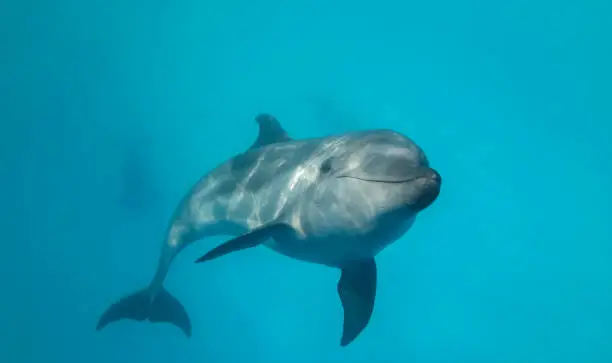 Photo of Young curious bottlenose dolphin looks at in the camera and smiles.  Dolphin Selfie. Close up