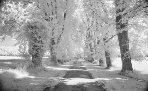 The image features a solitary tree with bright, almost ethereal leaves set against a darker backdrop. The sky appears cloudy, and the overall color scheme has a surreal quality, likely due to an infrared photography effect. The tree's branches extend gracefully, creating a contrast between the brightness of the foliage and the darker elements in the scene.