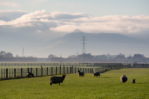 Sheep in a field on the Canterbury Plains, New Zealand.
