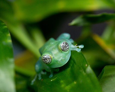Macro photo of a Glass eyed treefrog taken in El Valle de Anton, Panama.