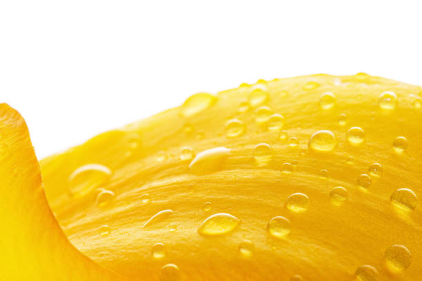water drops on a yellow flower petal