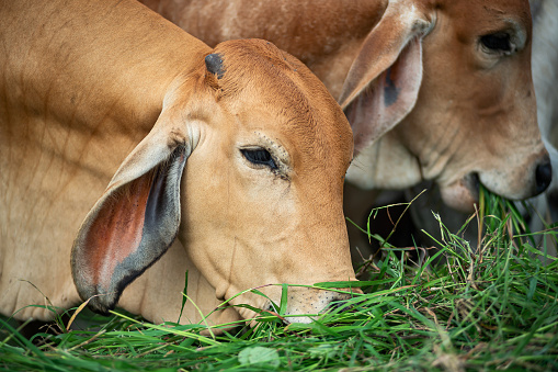 Thai Brahman cows, red cows, gray cows, cows eating grass