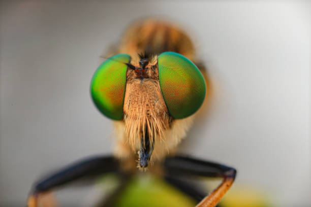 istock Robberfly  head taken with macro photography. 1408008311