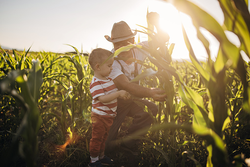 Grandfather and grandson in the agricultural corn field farm during the sunset