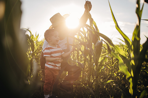 Grandfather and grandson in the agricultural corn field farm during the sunset