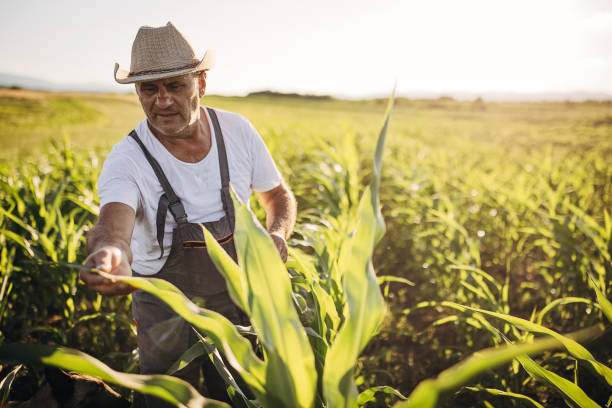 istock Senior farmer examining corn field on the crop farm 1408009310