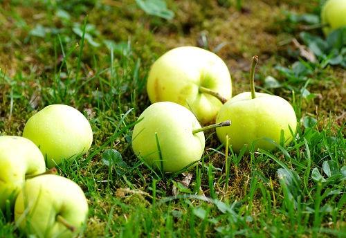 Ripe apples on a meadow
