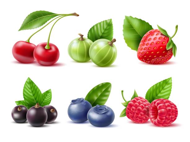 ilustrações de stock, clip art, desenhos animados e ícones de realistic berries. different seasonal berries and fruits with leaves, natural dessert, jam or juice. fresh raspberry, blueberries and raw strawberry, 3d cherry and currant, utter vector set - berry