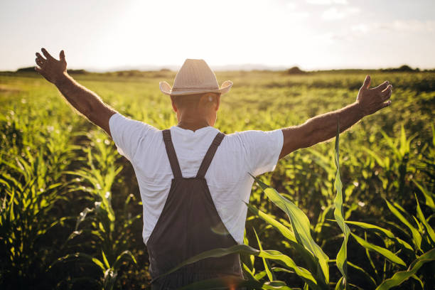 istock Senior farmer standing on the corn field with arms raised 1408009503