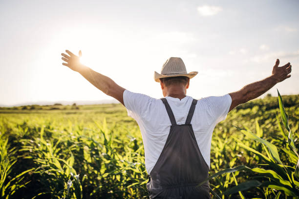 istock Senior farmer standing on the corn field with arms raised 1408009544