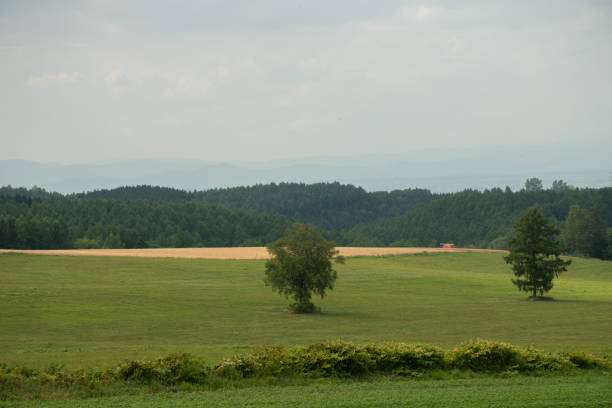 istock Green pasture field in summer 1408009632