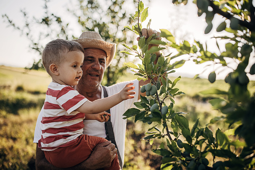 Grandfather farmer and grandson looking and examining trees in the orchard