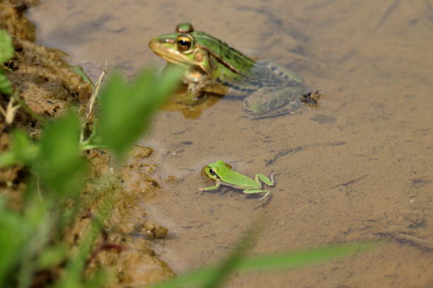 istock Tree frogs and Tonosama frogs in rice fields (Motoyama Town, Kochi Prefecture) 1408010884