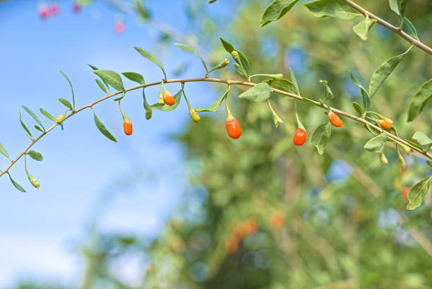 fruits et plantes de baies de goji dans un verger ensoleillé. fruits nutritifs - bittersweet berry photos photos et images de collection