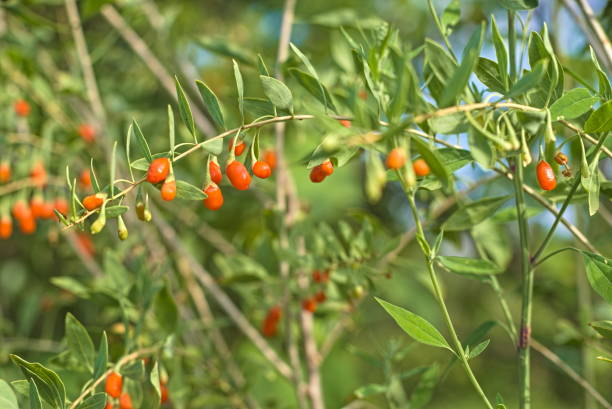 fruits et plantes de baies de goji dans un verger ensoleillé. fruits nutritifs - bittersweet berry photos photos et images de collection